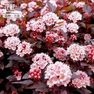 花彩风箱果观叶观花多年生庭院造景盆栽地栽耐热耐寒观赏期长灌木