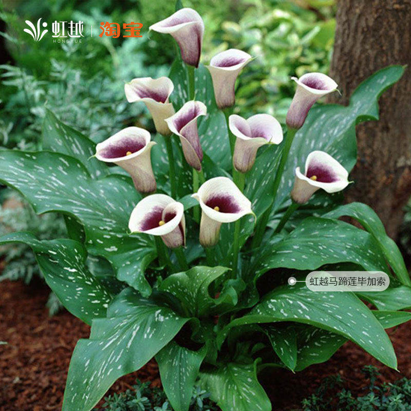 彩色马蹄莲种球虹越进口球根彩马新手易养花卉绿植物阳台可盆栽花,鲜花速递/花卉仿真/绿植园艺,种球/裸根,淘宝优惠券,粉丝福利购,淘宝优惠卷