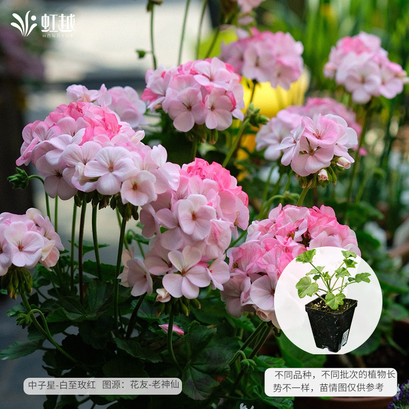 虹越园艺家天竺葵花苗盆栽特出白苹果花阳台垂吊四季室内庭院