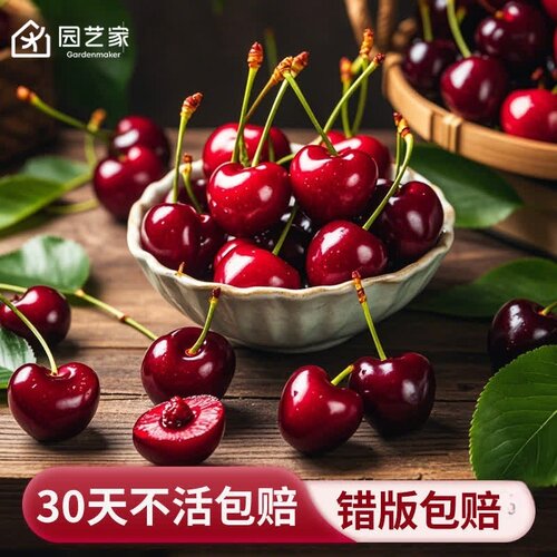柱状樱桃杰克果树苗虹越自花授粉