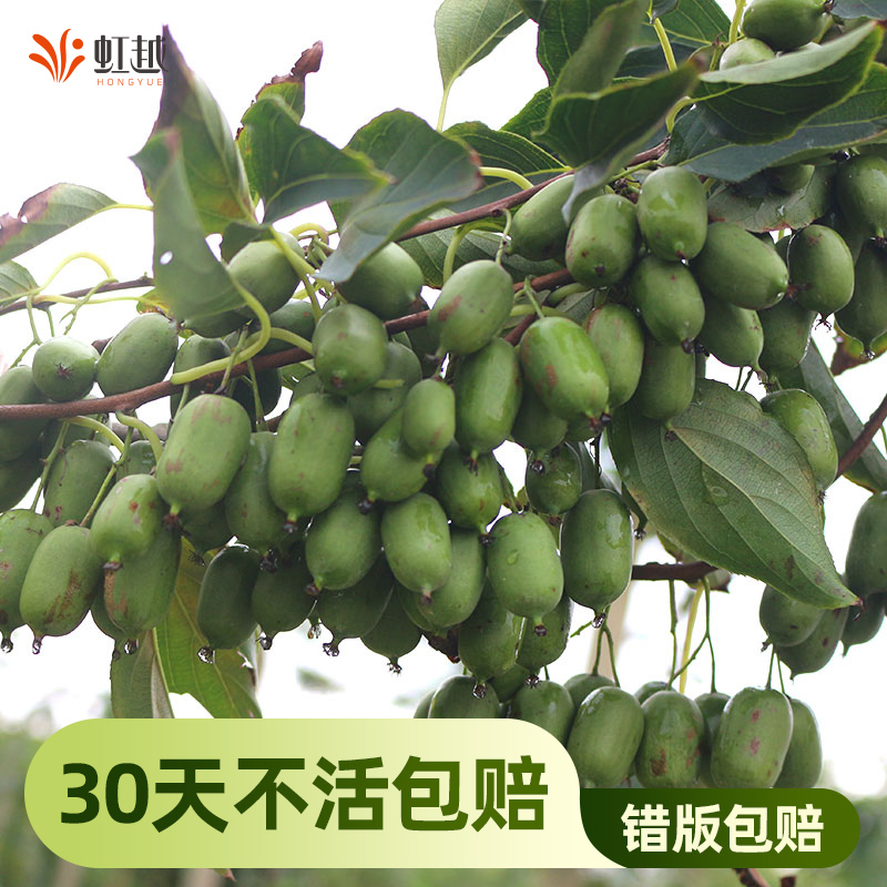 虹越多年生软枣猕猴桃树果苗盆栽