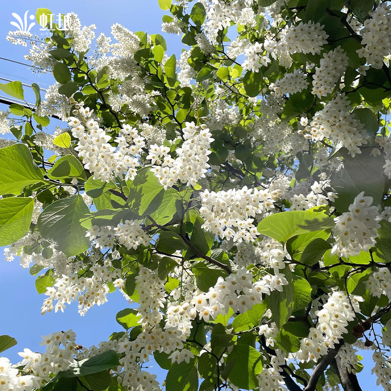 虹越日本雪铃树棒棒糖大苗盆栽庭院花园好养耐寒落叶香花乔木树苗