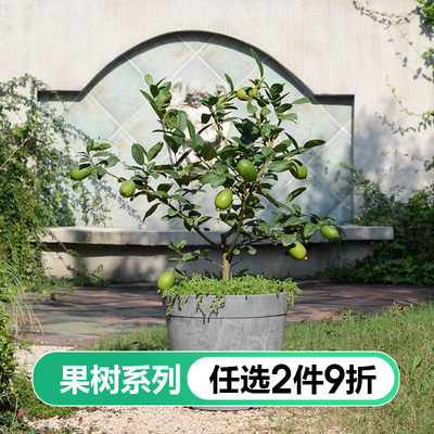 香水柠檬盆栽苗手指橙虹越泰国花叶花园庭院阳台家庭种植水果树苗 虹越官方店 淘优券