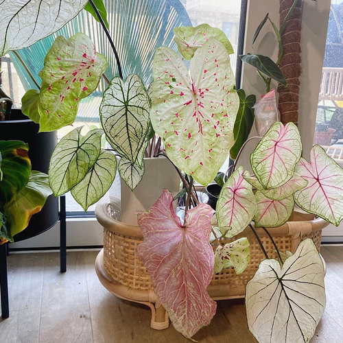 虹越白色恋人彩叶芋盆栽阳台粉色飞溅办公室内绿植好养多年生观叶