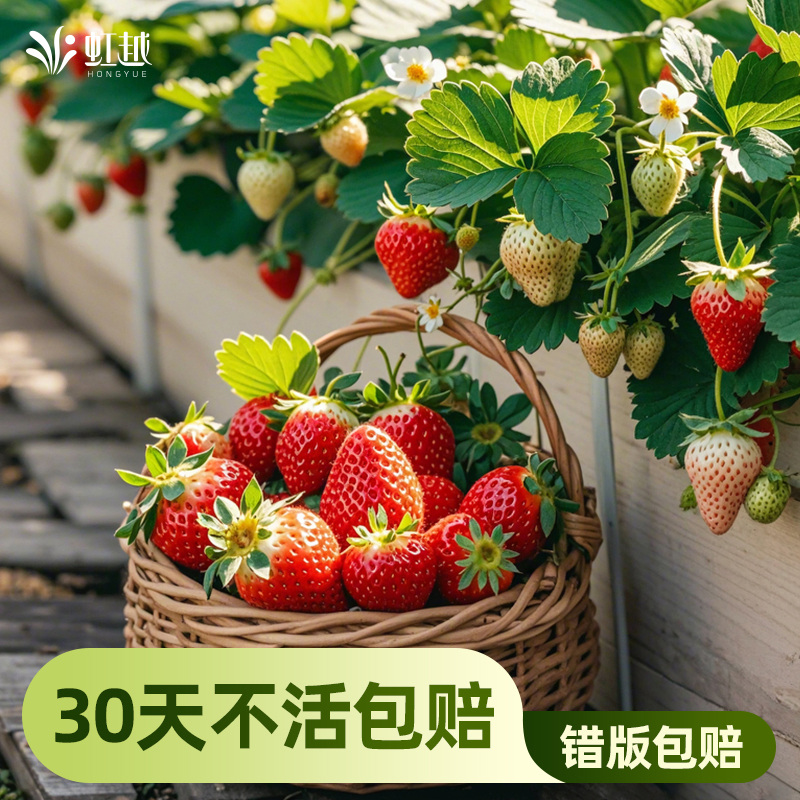 虹越草莓苗秧盆栽穴盘苗果苗树四季结果奶油黑珍珠红颜粉玉越秀