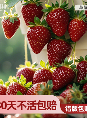 日本黑珍珠真红美玲草莓苗盆栽四季果树虹越果苗水果种植