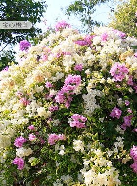 花彩游龙款三角梅爬藤飘枝不甜西瓜多季开花盆栽精品大苗带花老桩