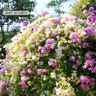 花彩游龙款三角梅爬藤飘枝不甜西瓜多季开花盆栽精品大苗带花老桩