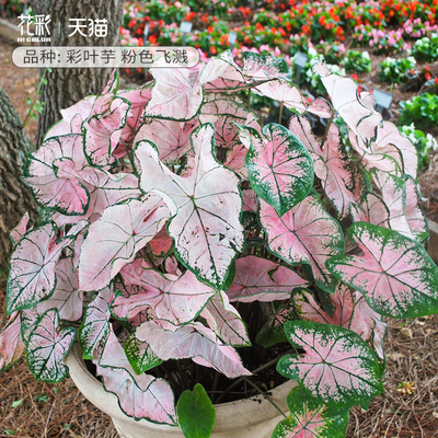 虹越粉色飞溅彩叶芋盆栽耐热