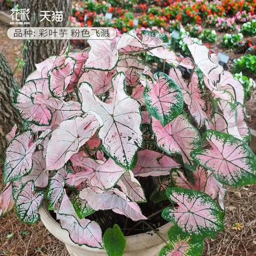 虹越粉色飞溅彩叶芋盆栽耐热