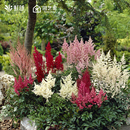 虹越落新妇种球裸根苗进口络新妇庭院宿根耐寒耐阴植物花卉苗预卖