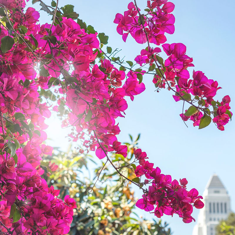 花彩三角梅袋苗盆栽苗绿樱阳台室内外爬藤勤花卉植物夏季耐热花卉