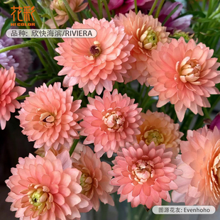 花彩独家新品进口旷野花毛茛种球洋牡丹花阳台多年生球根花卉预卖