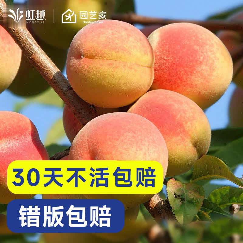 虹越桃树果苗盆栽南方北方种植阳台露台水蜜桃鹰嘴桃蟠桃黄桃,鲜花速递/花卉仿真/绿植园艺,果树,淘宝优惠券,粉丝福利购,淘宝优惠卷
