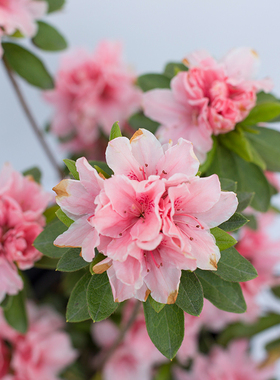 虹越东洋鹃杜鹃花盆栽阳台花园庭院四季常绿多年生好养耐寒易爆花