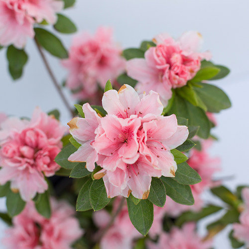 虹越东洋鹃杜鹃花盆栽陶菊如
