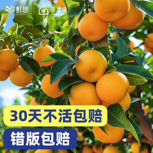 桔子树蜜桔一号春见耙耙柑