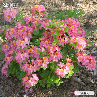虹越进口落叶杜鹃重瓣粉绣球盆栽大花苗庭院花园阳台耐寒灌木预卖