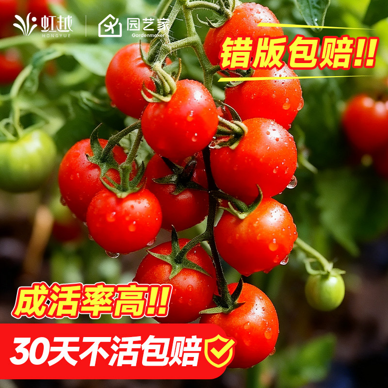 虹越园艺家番茄苗西红柿秧苗矮生甜蜜冰柱肥蛙绿手指甜开胃酒预卖,鲜花速递/花卉仿真/绿植园艺,种球/裸根,淘宝优惠券,粉丝福利购,淘宝优惠卷
