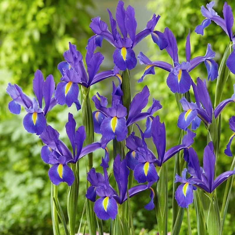 球根鸢尾荷兰虹越进口多年生可切花卉种球耐寒庭院花园花境预卖