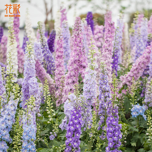 线性植物花境空间设计高级花材