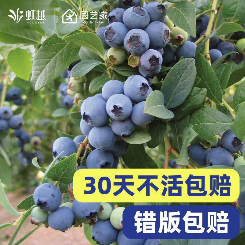 绿宝石一号蓝莓蓝莓果树虹越盆栽地栽庭院花园地栽结果水果树苗,鲜花速递/花卉仿真/绿植园艺,果树,淘宝优惠券,粉丝福利购,淘宝优惠卷