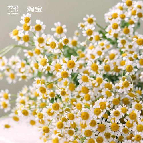 花彩洋甘菊盆栽香草植物养护简单阳台庭院花园花卉可食用可切花
