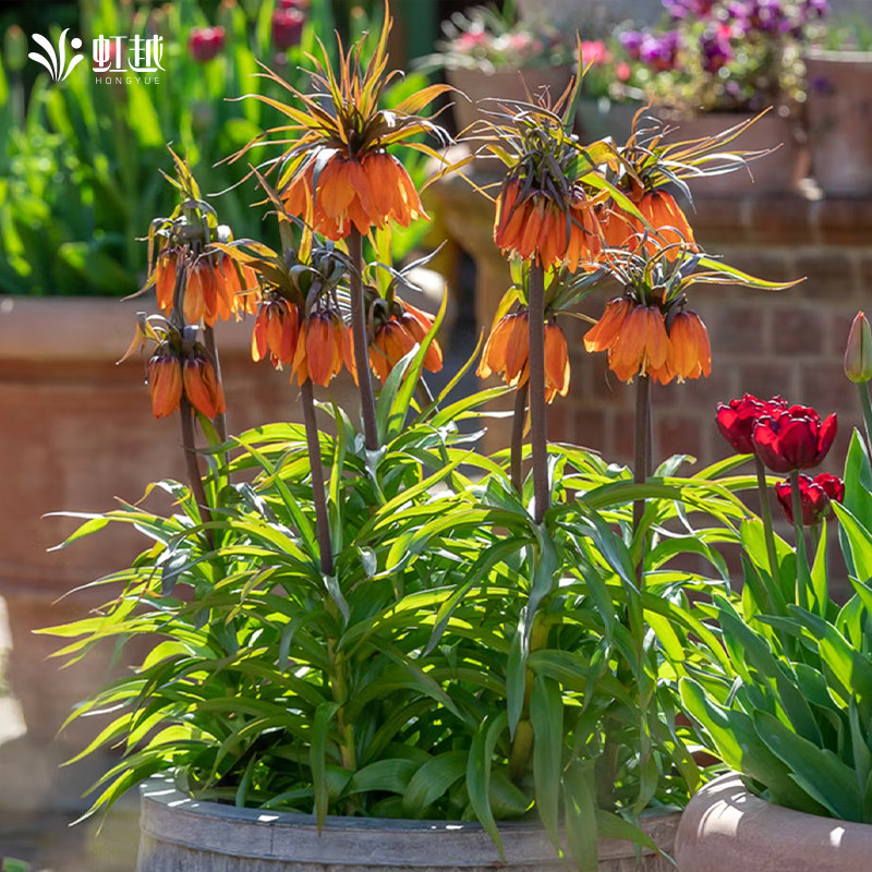 虹越贝母种球花格贝母皇冠观赏花种球根植物多年生土培盆地栽现货