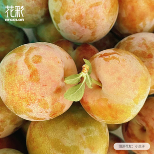 花彩李子树苗裸根桃形李杏李脆李果树南北方阳台庭院地栽耐热耐寒