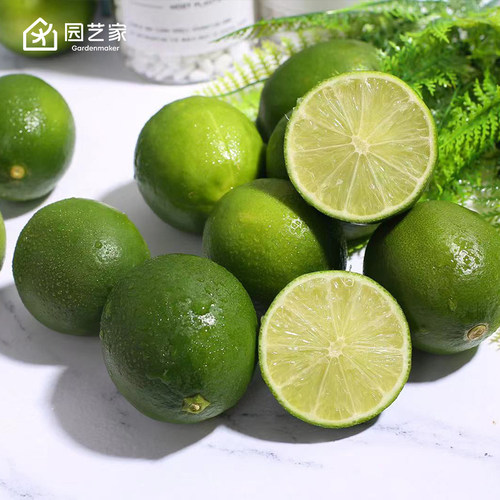 塔溪帝无籽柠檬果树盆栽园艺家树苗四季庭院阳台果树塔西提果苗