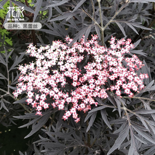 花彩接骨木盆栽好养夏季开花庭院花园耐寒多年生彩叶花灌木盆栽