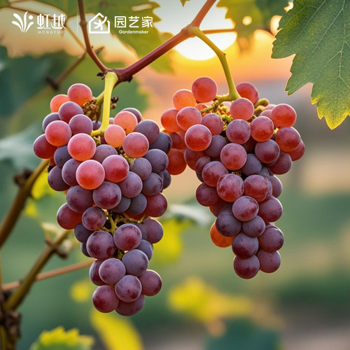 阳光玫瑰葡萄树虹越好吃好养爬藤