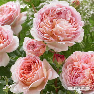 亚伯拉罕月季花苗藤本灌木盆栽大花浓香爬藤月季多季开花大苗