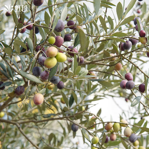虹越油橄榄树小盆栽木本常绿耐热耐旱耐寒易养植物苗阳台绿网红植