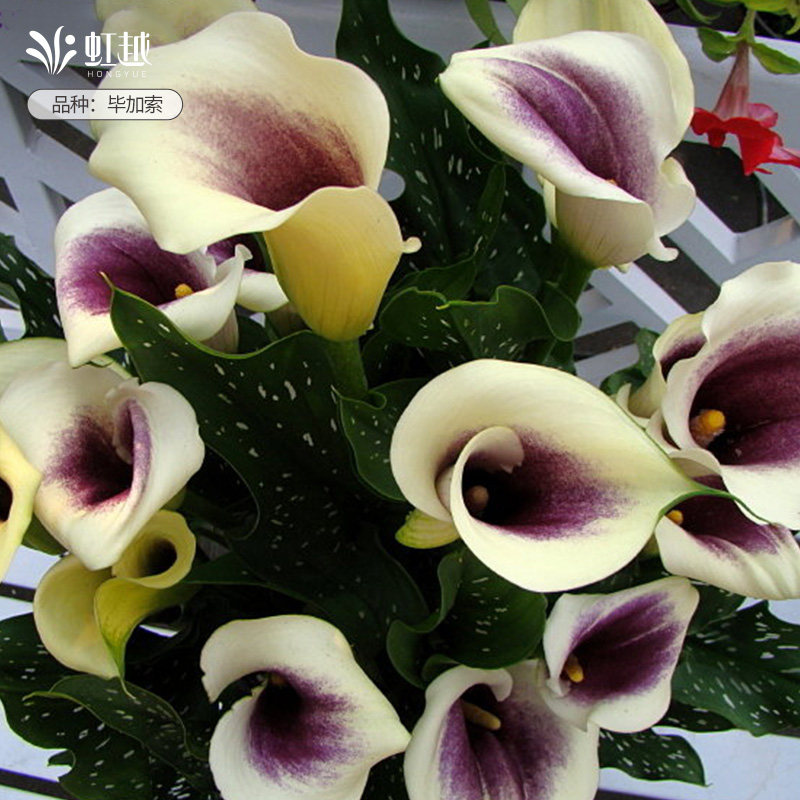 彩色马蹄莲种球虹越进口球根彩马易养花卉绿植物阳台多件多折现货