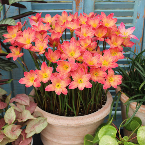 虹越风雨兰胖丽丽钦达拉风多年生种球花园观花植物耐热易养易爆花