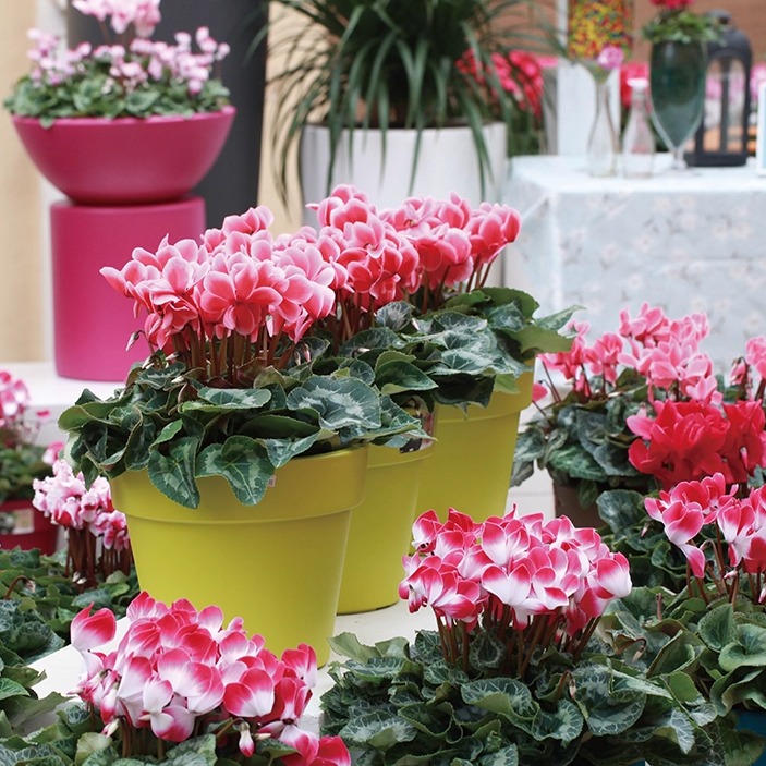 花彩仙客来盆栽室内花卉桌面装饰