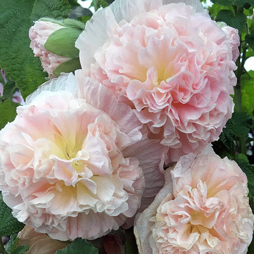 虹越蜀葵花卉种子超值购五星花