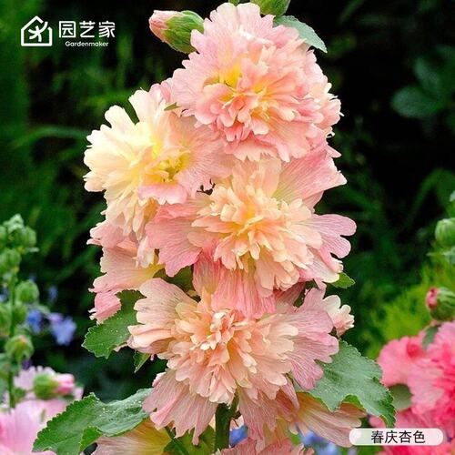 园艺家蜀葵种苗重瓣蜀葵花苗庭院阳台盆栽花卉苗蜀葵苗预卖