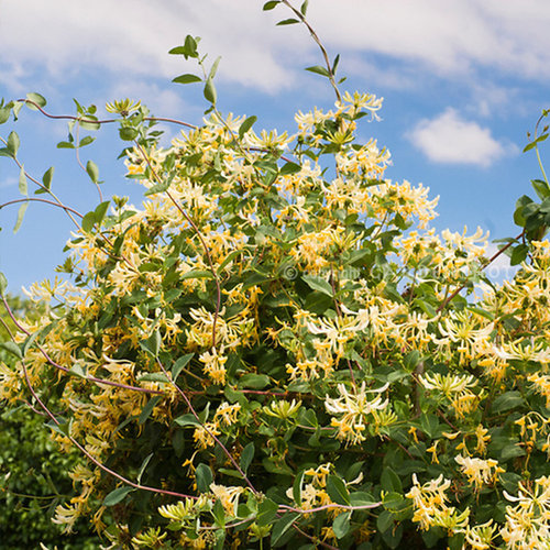 金银花盆栽苗虹越多年生庭院落叶