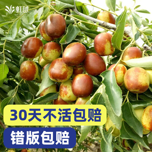 大冬枣树苗南方北方盆栽