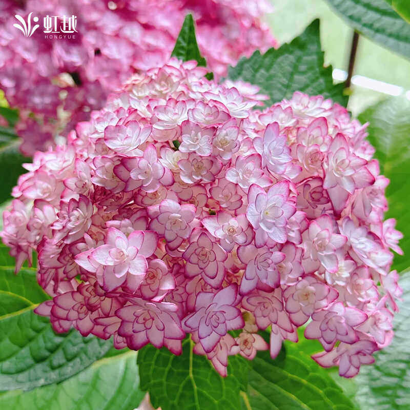 虹越露娜绣球花苗正版日本加茂新品响声龙宫手鞠阳台盆栽花园地栽