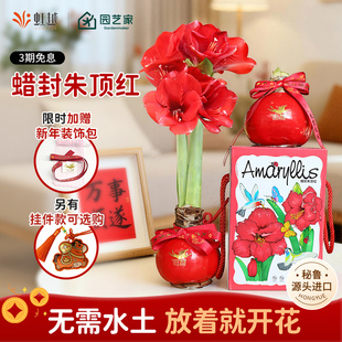 蜡封朱顶红蜡球进口桌面节日懒人新手送礼物幼儿园新年礼植物花卉