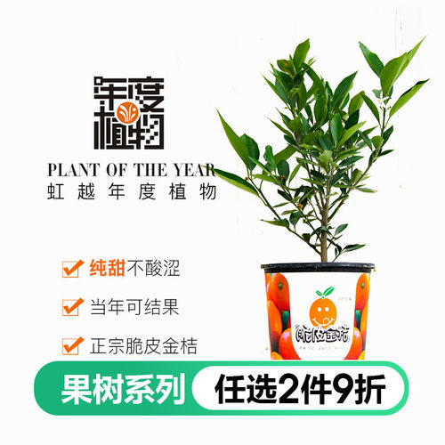 盆栽金桔价格 盆栽金桔图片 星期三