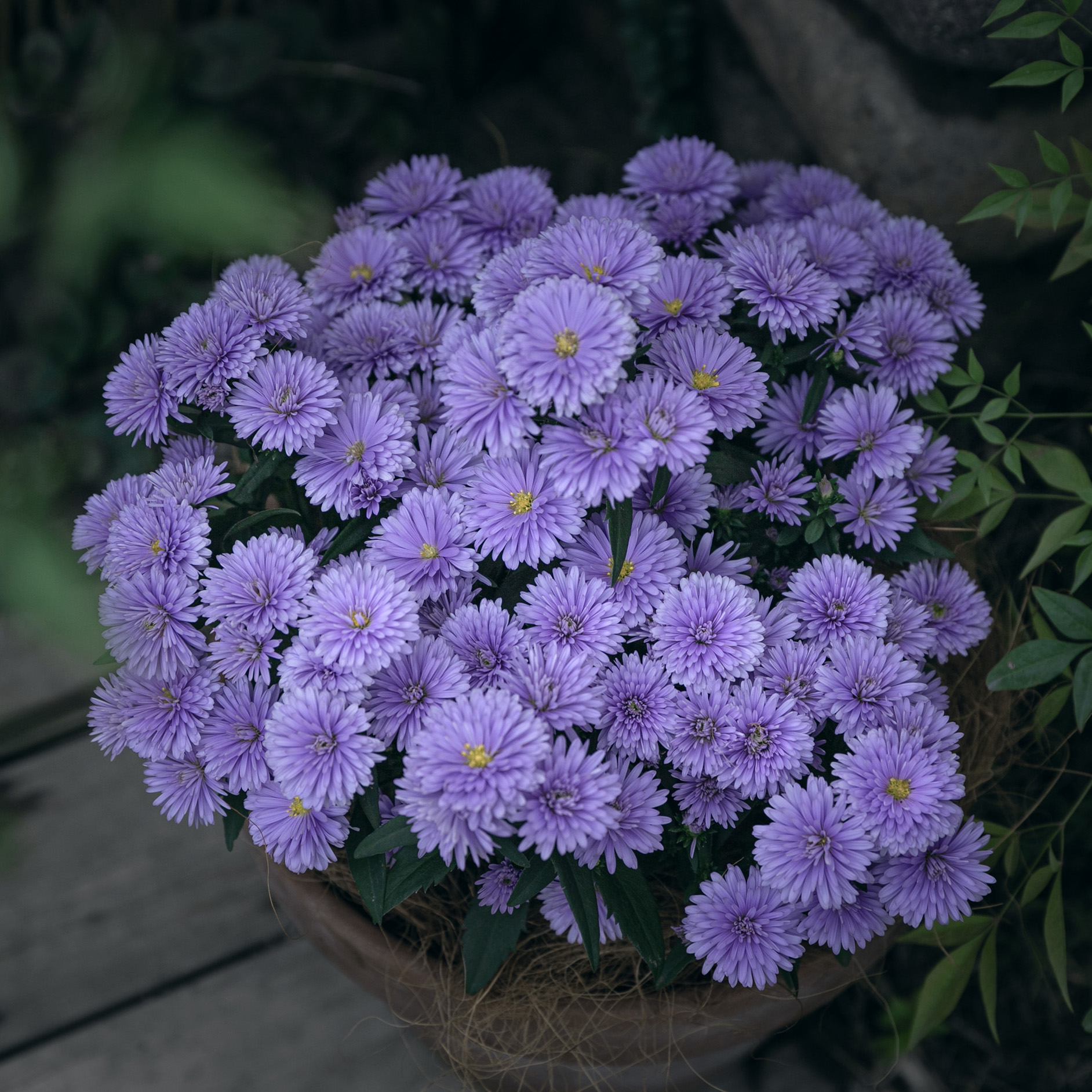 虹越荷兰菊紫菀彼得易爆花重瓣伊娃小卡罗庭院阳台花园多年宿根sg-封面