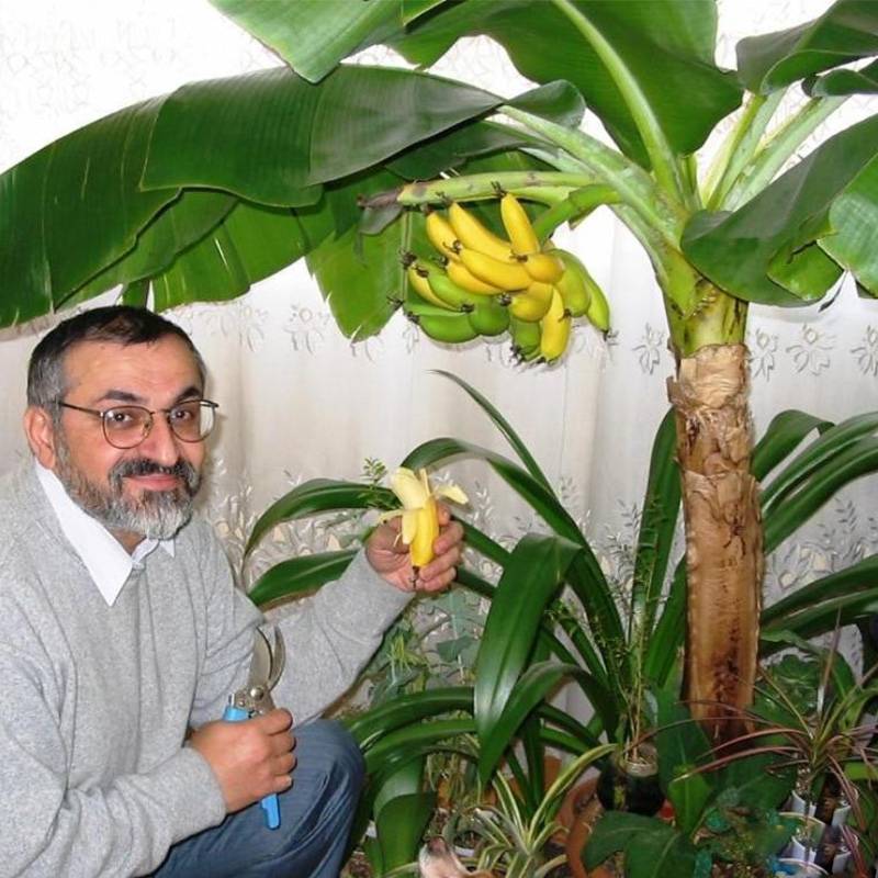 花彩卡文迪什香蕉盆栽室内阳台