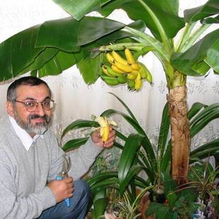 花彩卡文迪什香蕉盆栽室内阳台办公室桌面矮蕉观赏四季常绿植好养