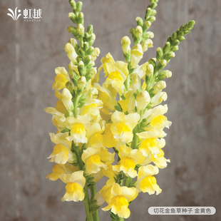 金鱼草花种子虹越园艺家种籽阳台花园花境好养花期长多年生低维护