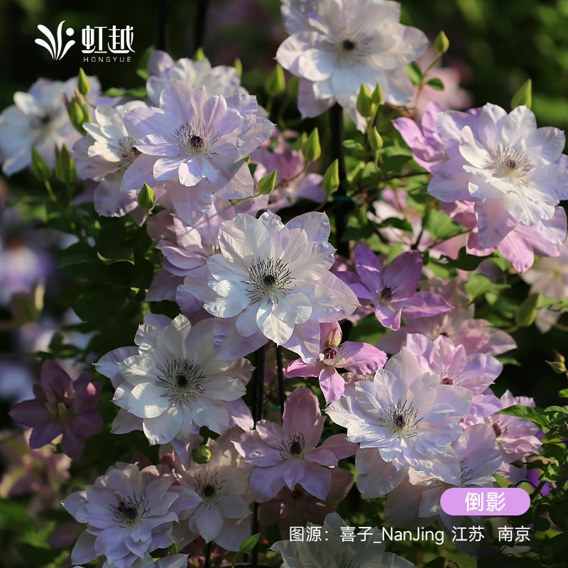 虹越铁线莲苗倒影乌托邦银币铃铛经典绿玉蓝光f系耐寒盆栽爬藤