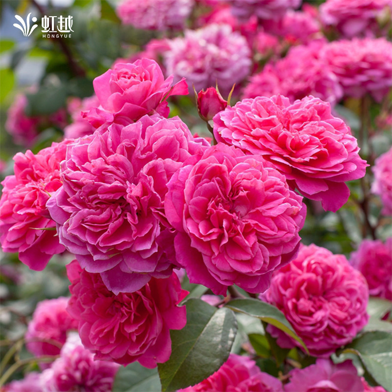虹越月季花苗盆栽星光闪耀庭院藤本灌木阳台开花机器多年生